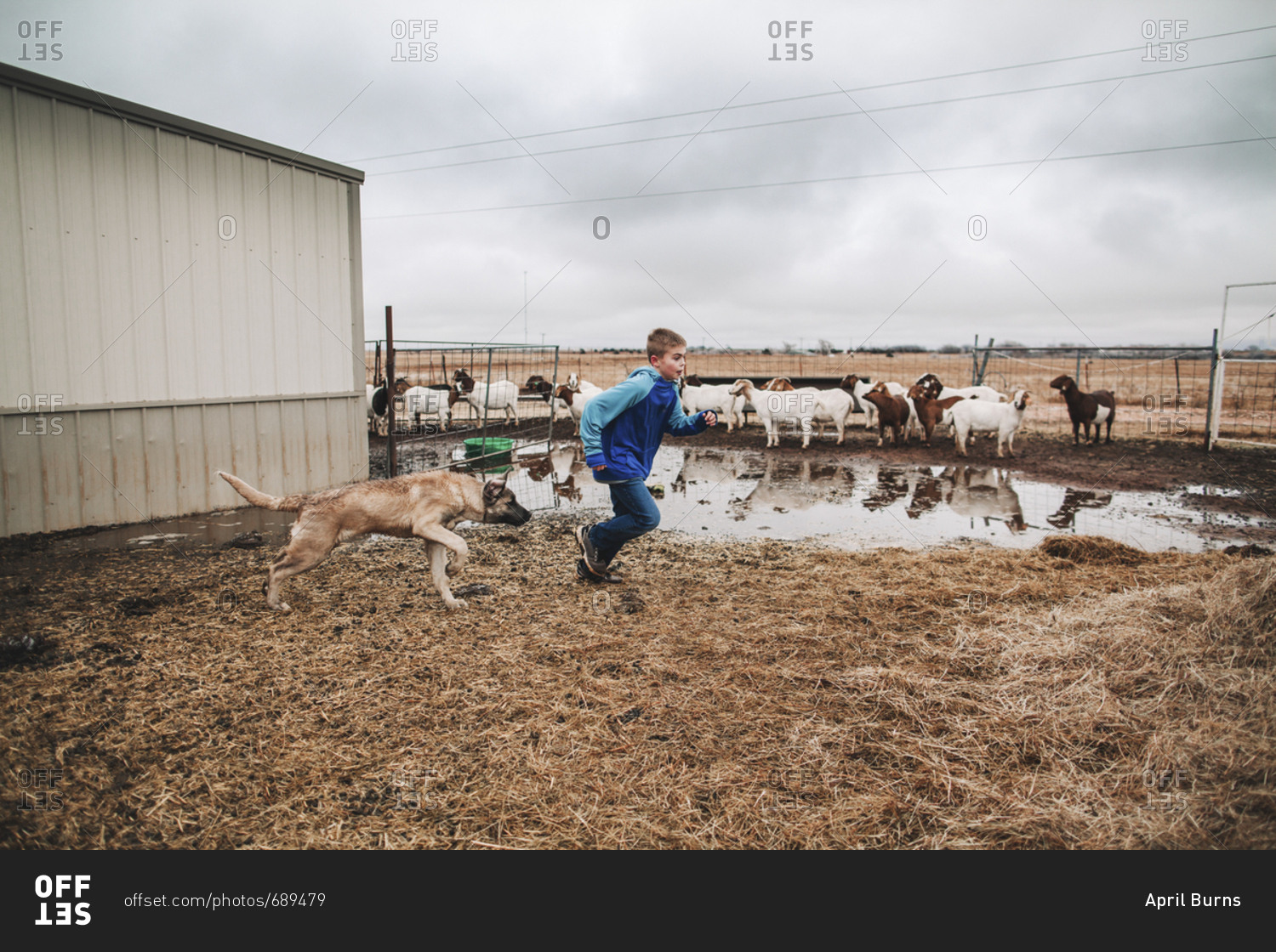 A boy and his dog running in a goat pen