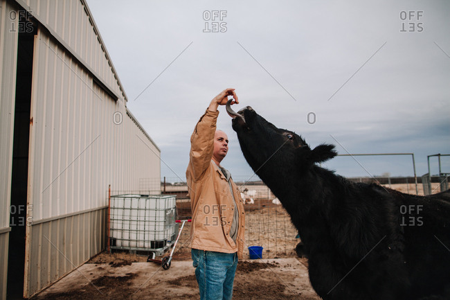 A man feeding a cow
