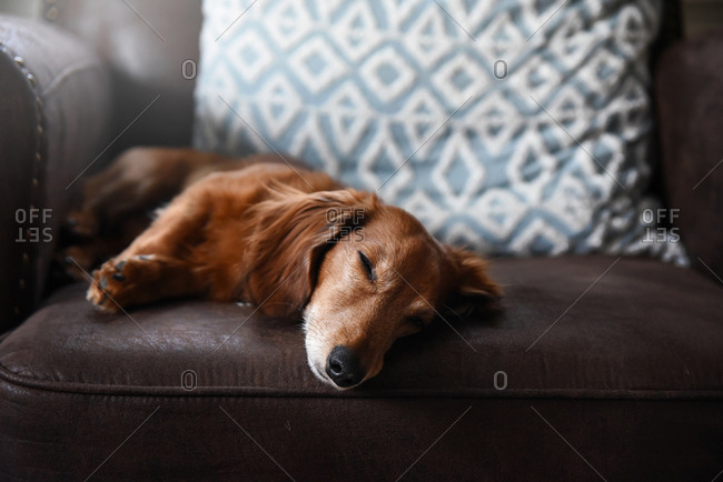 Dachshund takes a nap on brown chair with blue pillow in the background