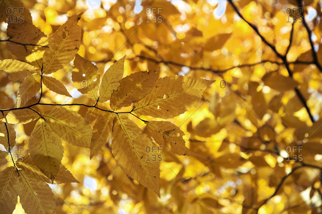 Yellow gold leaves and branches lit from behind by sunshine