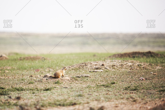 Prairie dog sniffing the air suspiciously outside its burrow