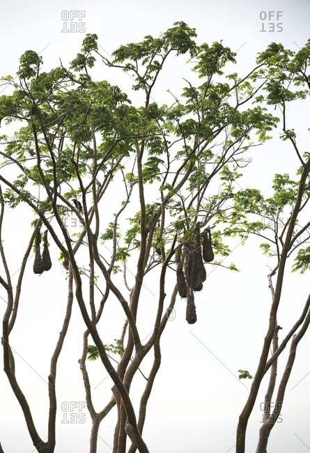 Woven nests of Montezuma oropendola hanging from tree branches in Arenal, Costa Rica