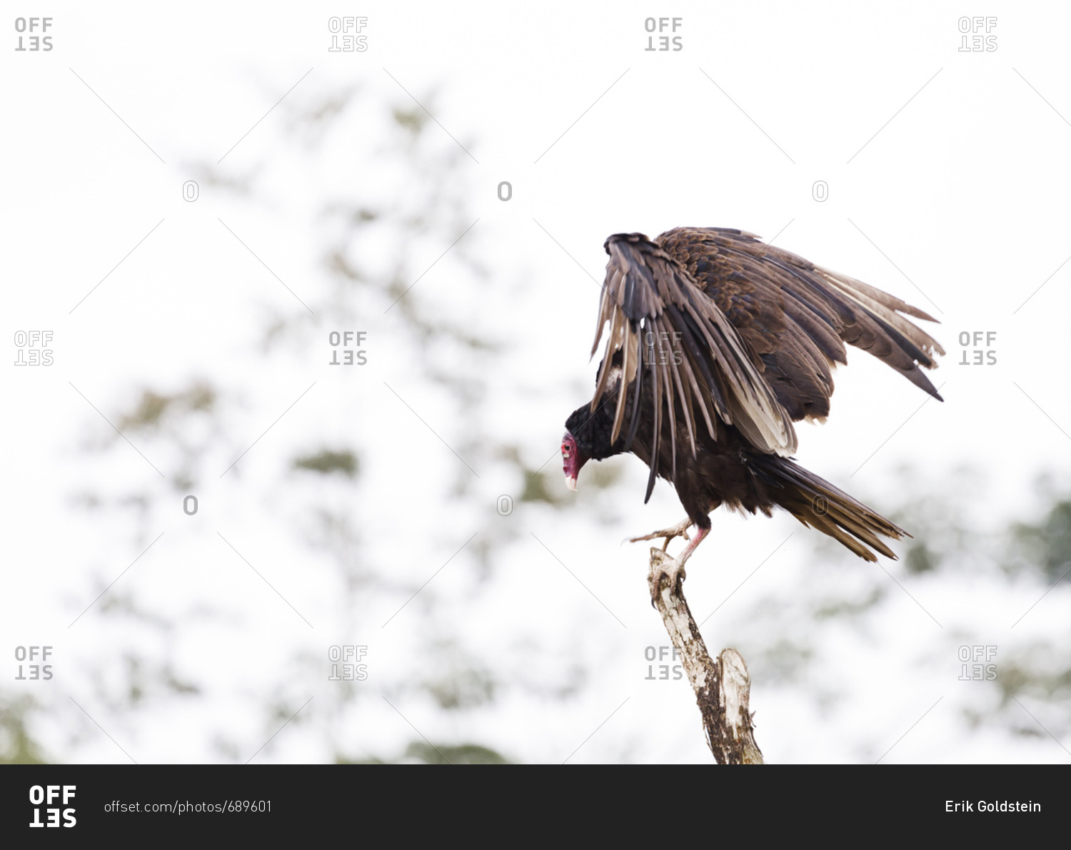 Turkey vulture spreading wings as it tries to balance on branch in Costa Rica