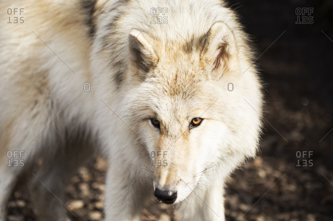 Portrait of Gray Wolf looking warily around its environment stock photo ...