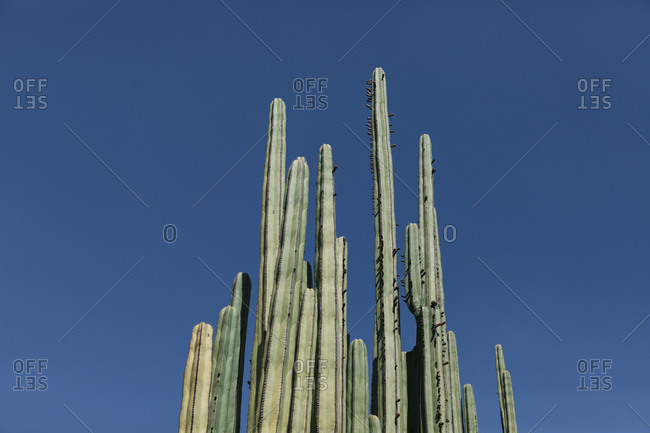Low angle view of botanical garden towering cacti cluster against clear sky