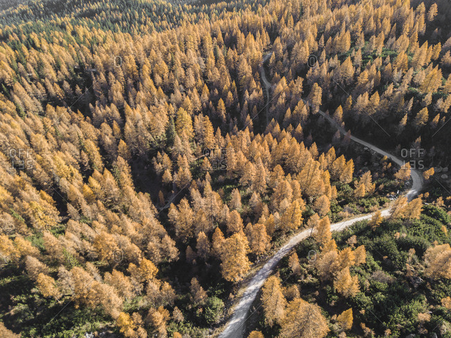 Aerial view of larches forest of the Field of Croda Rossa during an autumn morning, Sesto, Pusteria Valley, Trentino Alto Adige, Italy