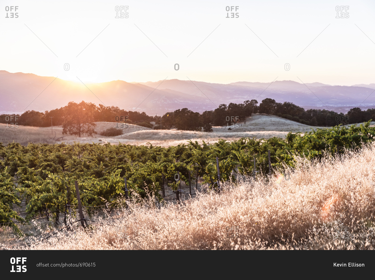 Grape vines on gently sloping hillside on vineyard in Northern California