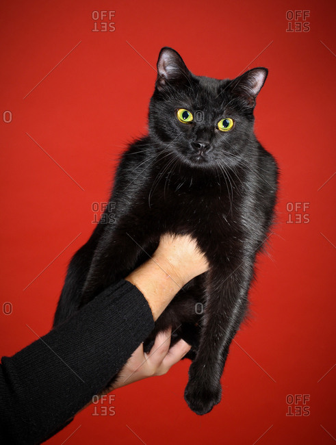Black cat with yellow eyes held up against a vivid red backdrop