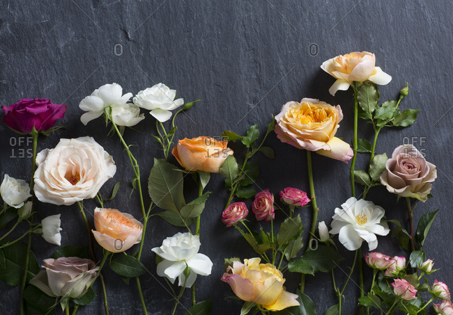 pastel roses stock photos - OFFSET