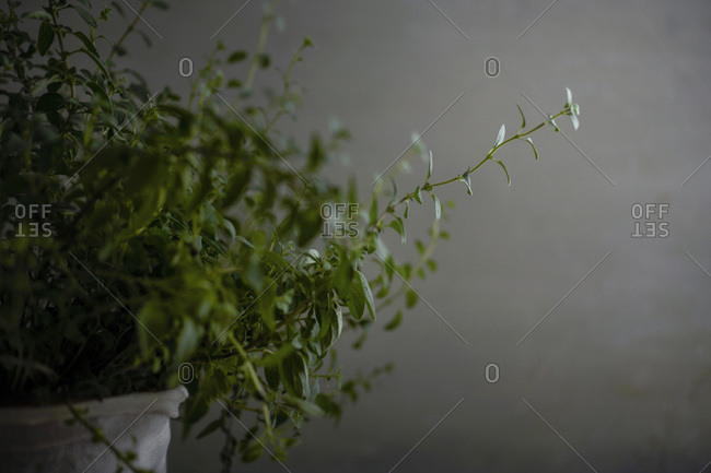 Detail shot of a potted oregano plant with beautiful long sprigs on a moody gray background.