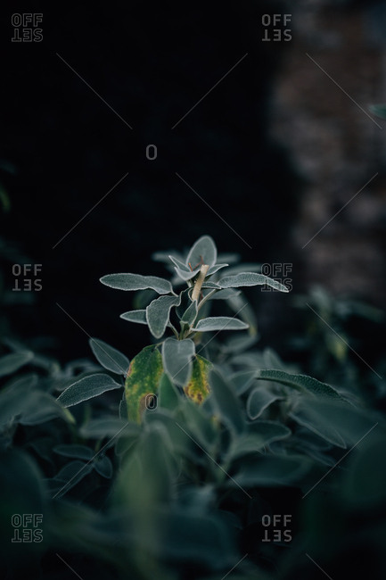 Leafy plant in shadowy garden