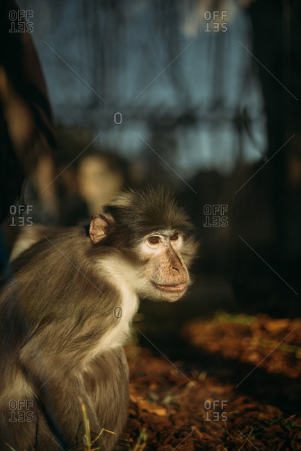 Small alert monkey turned towards sunlight