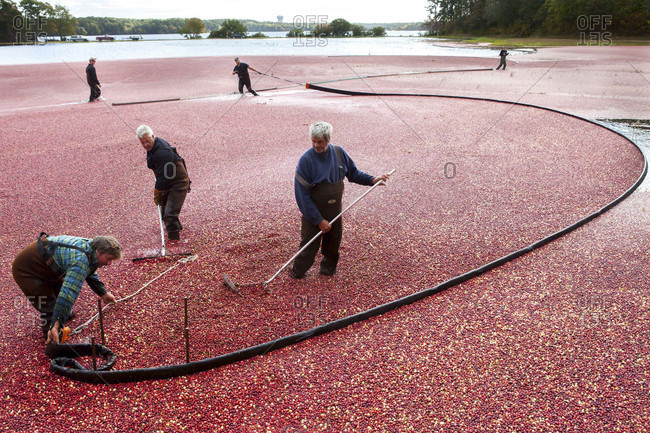 October 13, 2013: A Cape Cod cranberry grower and his crew rack up cranberries with booms after flooding a bog in Brewster, Massachusetts, USA