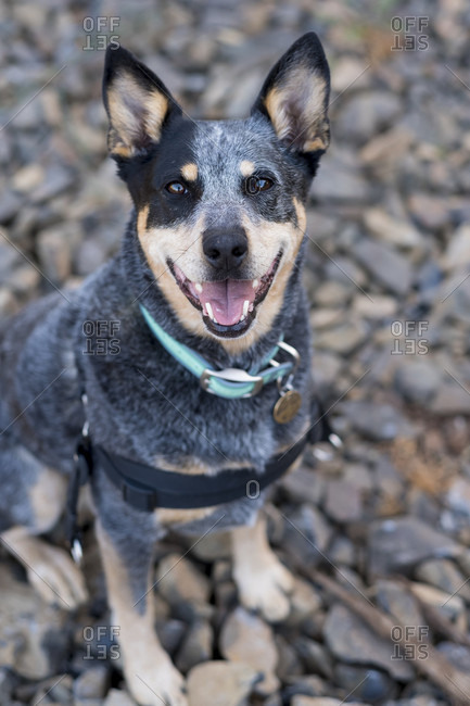 Blue Heeler canine portrait. This breed is often referred to as an Australian Cattle Dog.
