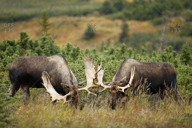 Two bull moose (Alces alces) fighting, Denali National Park, Alaska, USA  stock photo - OFFSET