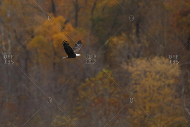 Bald eagle (Haliaeetus leucocephalus) flying against forest in autumn, Maryland, USA