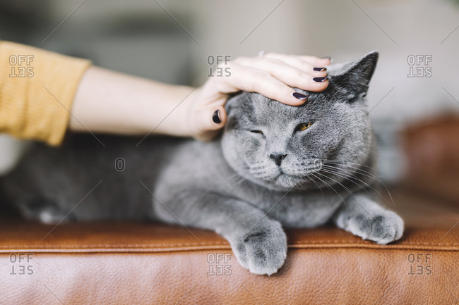 Cropped hand of woman petting cat relaxing on sofa at home