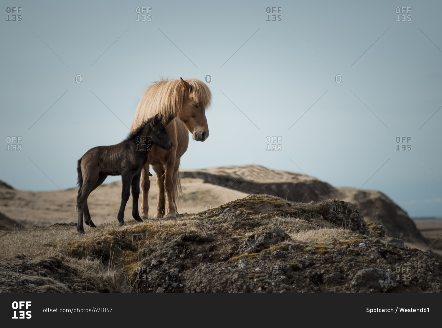 Iceland- Icelandic horses- mother and young animal