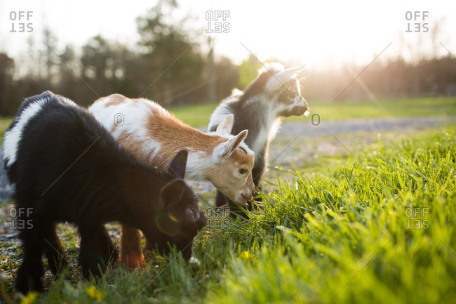 Three baby goats grazing bathed in morning sunlight