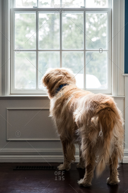 Golden Retriever looking out window