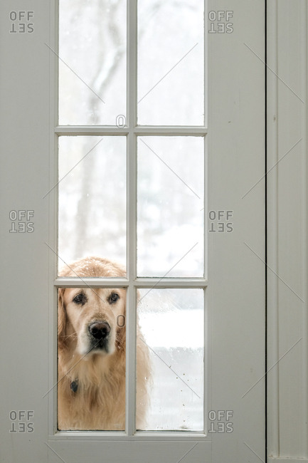 Golden Retriever looking inside through window