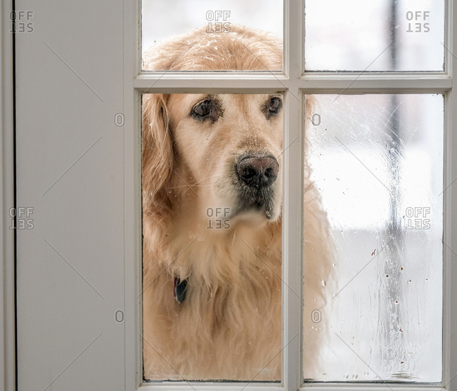 Close up of a Golden Retriever looking inside through window