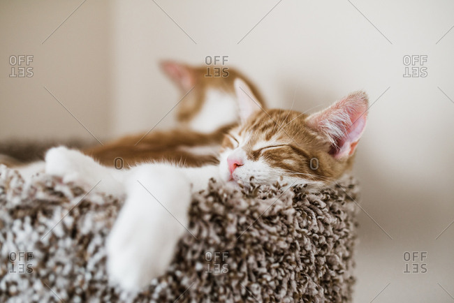 Close up of two cats sleeping in basket