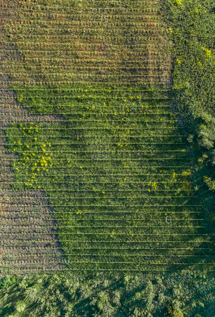 Aerial view of agricultural field at Karditsa region, Greece