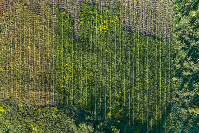 Aerial view of agricultural field at Karditsa region, Greece