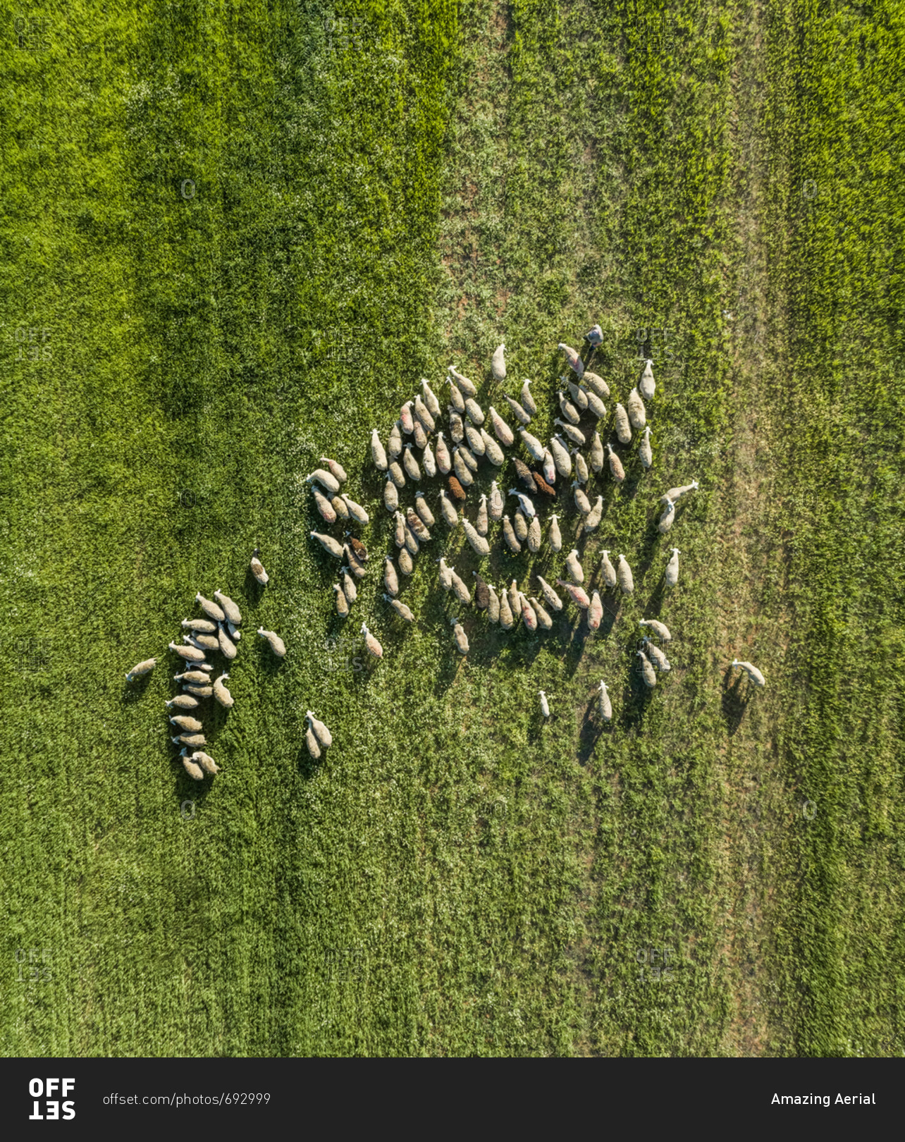 Aerial view of a shepherd and grazing flock of sheep at beautiful Karditsa region, Greece