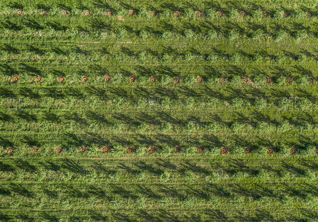 Aerial view of agricultural fields at beautiful Karditsa region in Greece