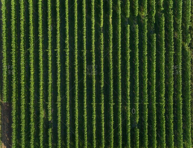 Aerial view of agricultural field at beautiful Karditsa region, Greece