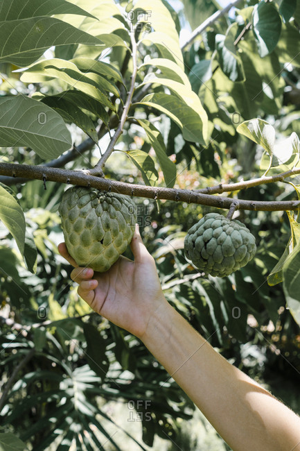 Woman reaching for sugar-apples on a tree in Bali