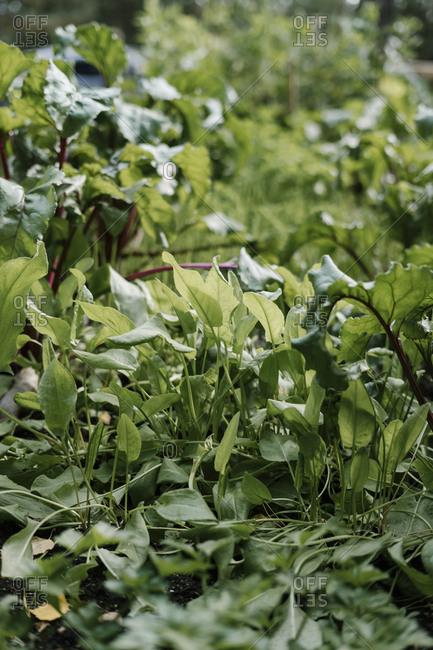 Leafy green vegetables growing in a garden