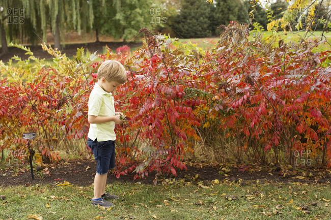 Young boy, outside, looking at leaves while standing in front of red leaves