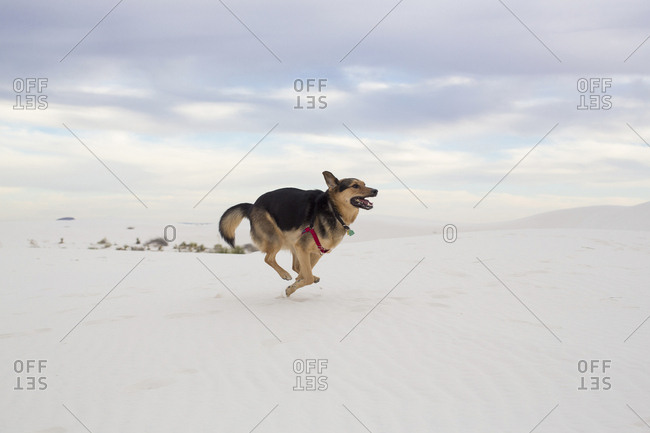 Full length of dog running against cloudy sky at White Sands National Monument