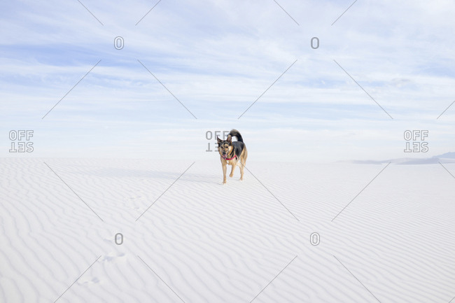 Dog walking on desert against cloudy sky at White Sands National Monument