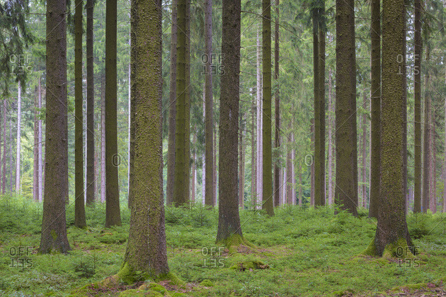 Spruce Forest, Natural Regeneration, Odenwald, Hesse, Germany