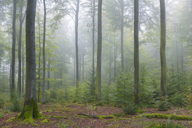 Beech Forest on Misty Morning in Autumn, Nature Park, Spessart, Bavaria, Germany