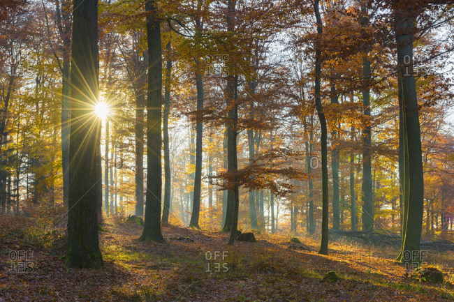 Sunbeams in European Beech (Fagus sylvatica) Forest in Autumn, Spessart, Bavaria, Germany