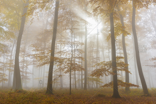 Sunbeams in European Beech (Fagus sylvatica) Forest in Autumn, Spessart, Bavaria, Germany