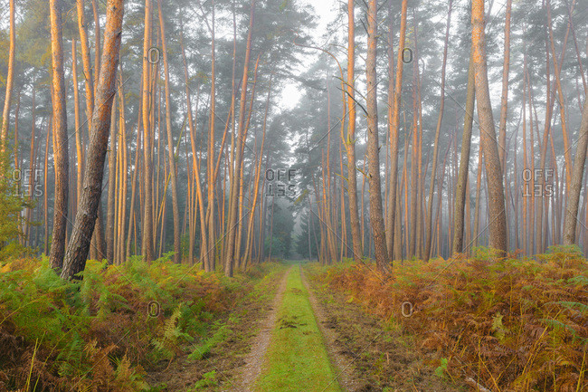 Path through pine forest on misty, sunlit morning in autumn in Hesse, Germany