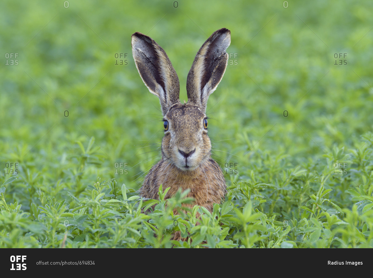 Portrait of a European brown hare (Lepus europaeus) with head sticking ...