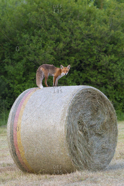 Red fox (Vulpes vulpes) standing on top of a hay bale and looking at camera in Hesse, Germany