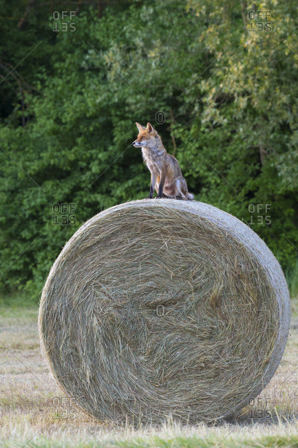 Red fox (Vulpes vulpes) sitting on top of a hay bale looking into the distance in Hesse, Germany