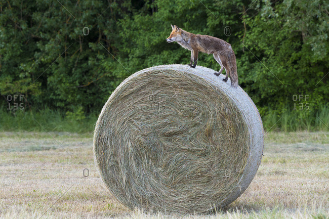 Profile of a red fox (Vulpes vulpes) standing on top of a hay bale looking into the distance in Hesse, Germany