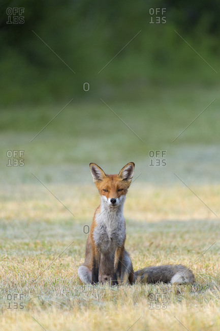 Portrait of a red fox (Vulpes vulpes) sitting on mowed meadow looking at camera in Summer in Hesse, Germany
