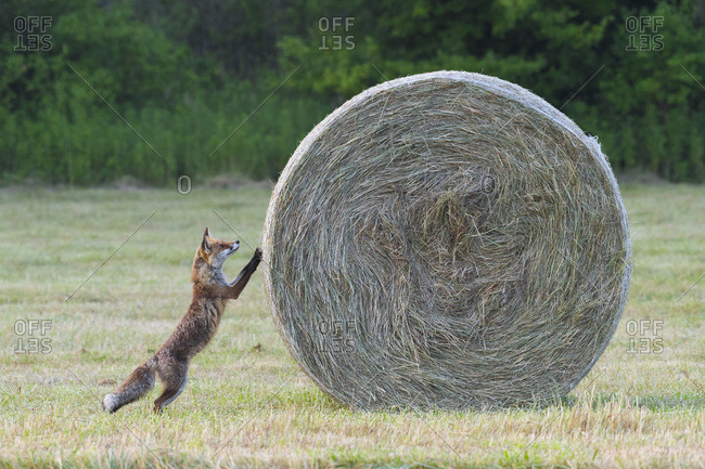 Red fox (Vulpes vulpes) standing on hind legs looking up at hay bale in mown meadow in Summer in Hesse, Germany