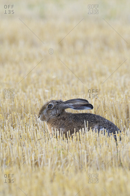 Profile portrait of a European brown hare (Lepus europaeus) sitting in a stubble field in Hesse, Germany