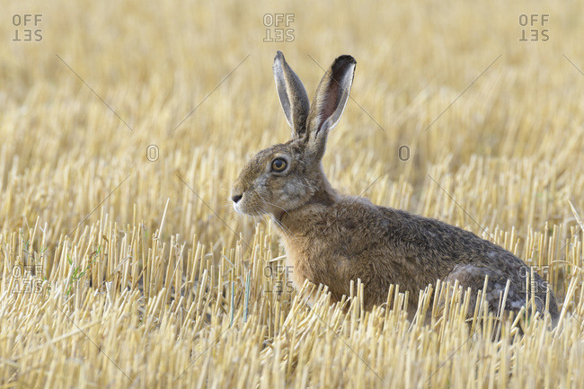 Close-up, profile portrait of a European brown hare (Lepus europaeus) sitting in a stubble field in Hesse, Germany